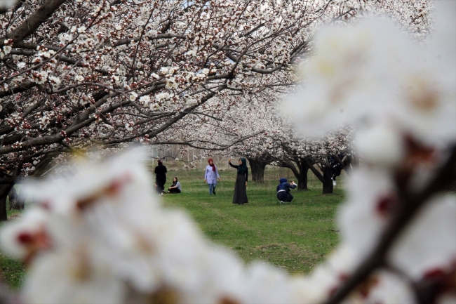 Çiçek açan kayısı bahçeleri büyülüyor
